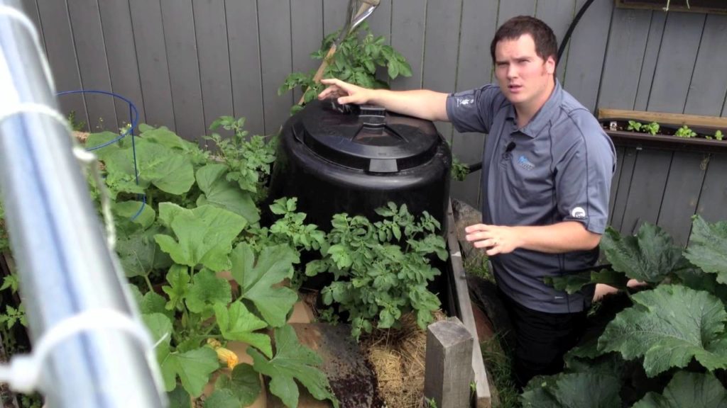 Growing Squash on a Raw Compost Vermiculture Pile Cheap and Easy in the Alberta Urban Garden