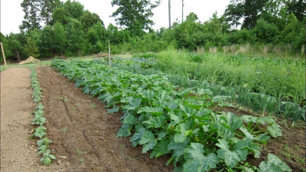 Garden Update - Staying Positive When Things Don't Go So Well