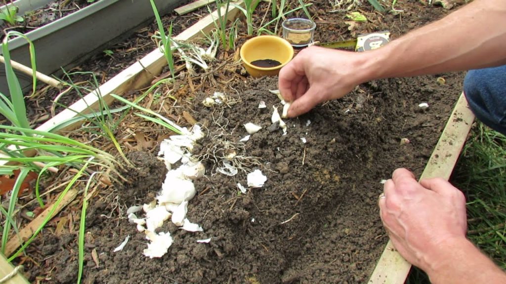 MFG 2013:  A Detailed Planting of Fall Garlic Using Organic Fertilizers - Blood Meal & Bone Meal