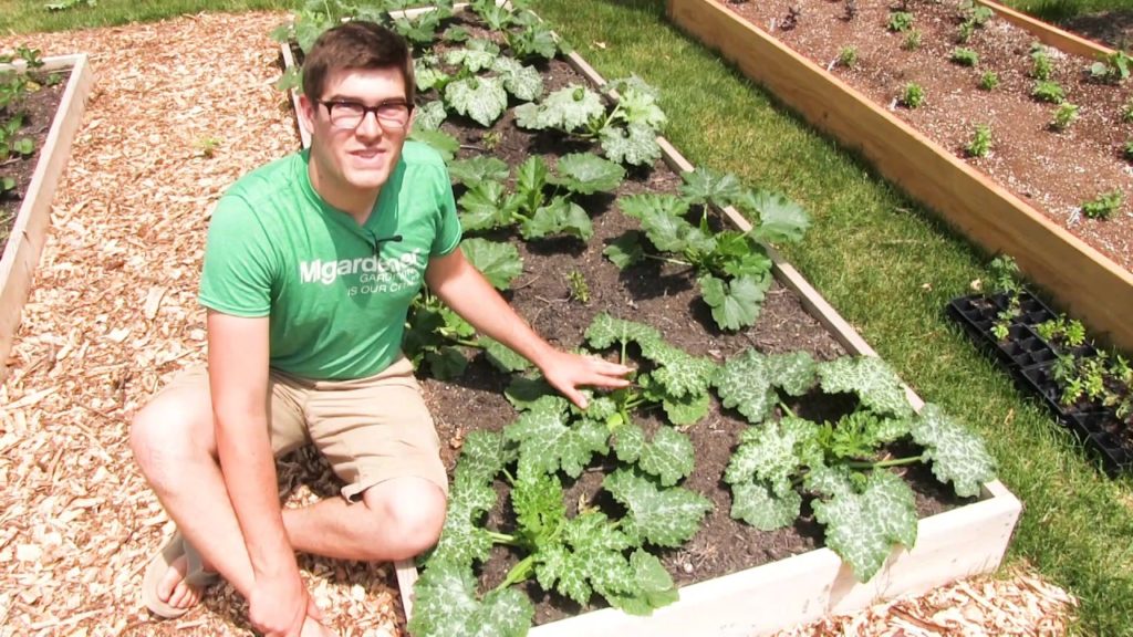 MIgardener: Spacing Guide for High Density Planting & Maximum Productivity Spacing Guide for High Density Planting & Maximum Productivity