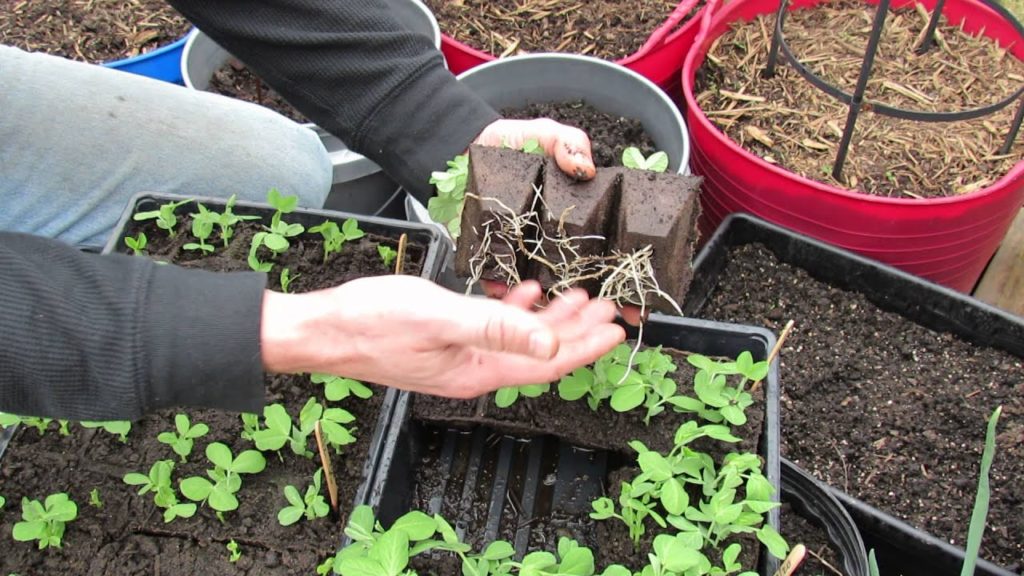 MFG 2016: Starting Peas in Peat Pots & Transplanting Peas to Containers: Start 3 Weeks Early!