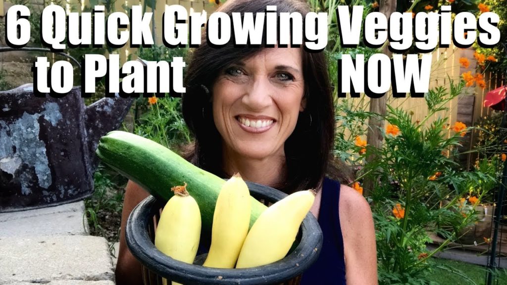 6 Quick Growing Vegetables to Plant NOW in Late Summer for Fall Harvest