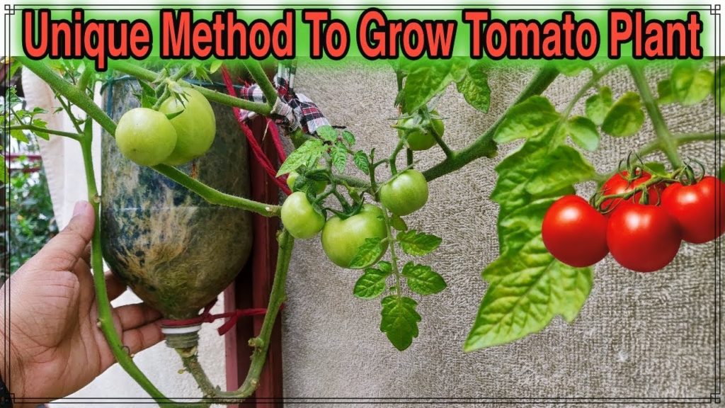 Best Method To Grow Tomato Plant in Plastic Hanging Bottle ll Vertical Gardening ll No Space Garden Best Method To Grow Tomato Plant in Plastic Hanging Bottle ll Vertical Gardening ll No Space Garden