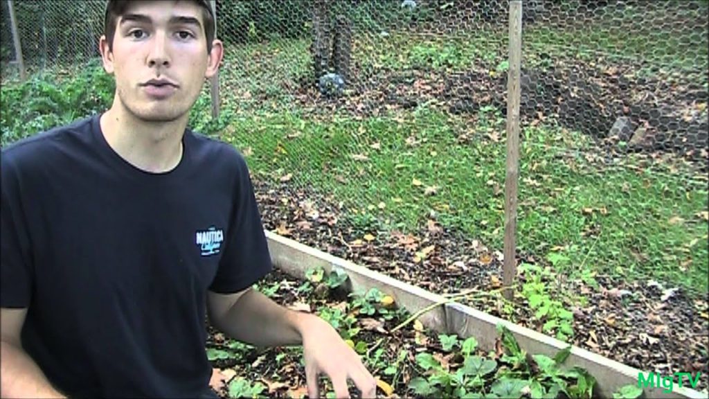 MIgardener: Tips For Growing Strawberries Tips For Growing Strawberries