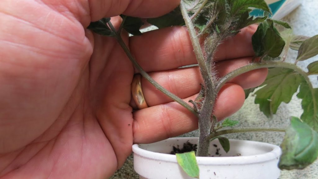 Purple Tomato Leaves and Stems: Problem, Fix & Don't Worry -TRG 2015