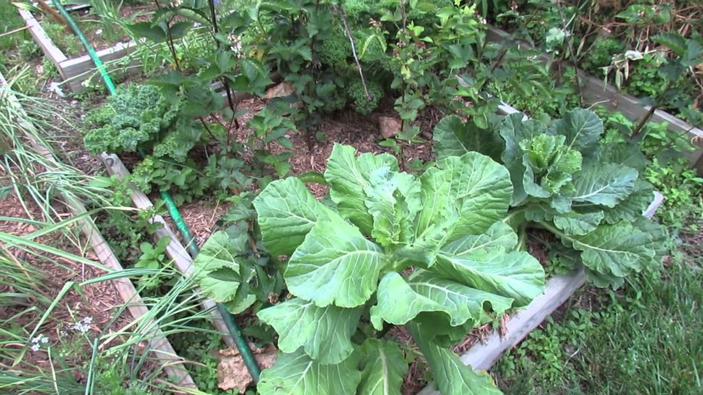 Gary Pilarchik: MFG 2015: Cabbage Loopers, Squash Bug Eggs & Using Dust on Squash and Zucchini Plants MFG 2015: Cabbage Loopers, Squash Bug Eggs & Using Dust on Squash and Zucchini Plants
