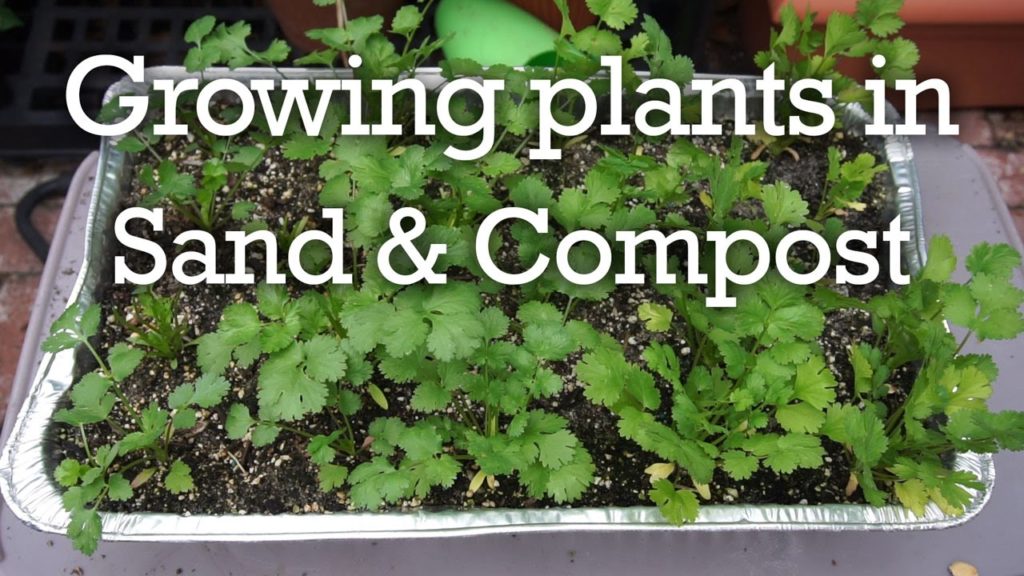 California Gardening: See what happens when you grow vegetables in compost & sand See what happens when you grow vegetables in compost & sand