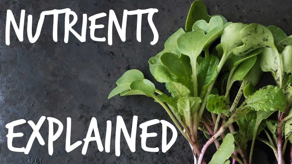 Plant Nutrition 101: All Plant Nutrients and Deficiencies Explained