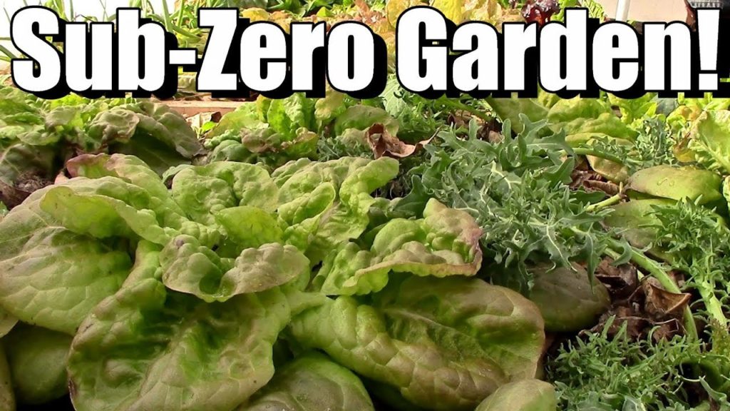 One Yard Revolution: Sub-Zero Winter Vegetable Garden in Unheated Hoop House (Zone 5) Sub-Zero Winter Vegetable Garden in Unheated Hoop House (Zone 5)