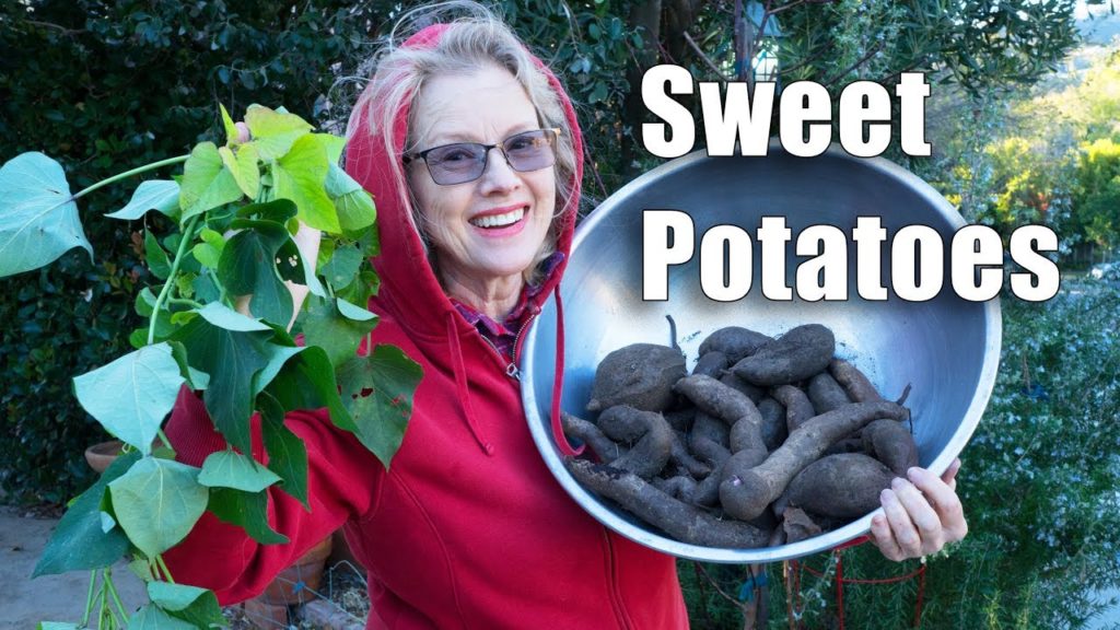 Garden Workday | Sweet Potato Harvest | Los Angeles