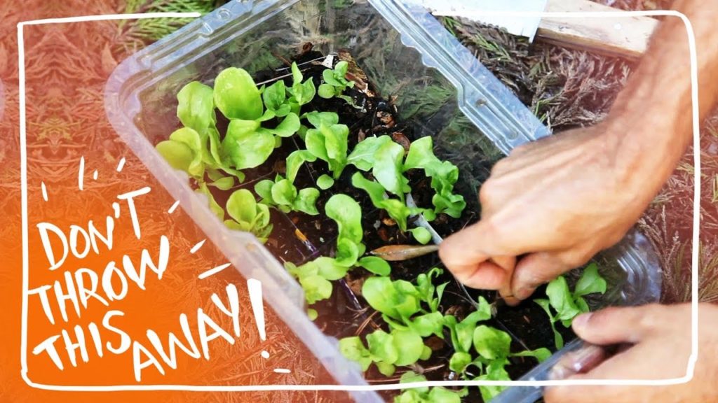 Siloé Oliveira: Grow Salad in your Salad Box Grow Salad in your Salad Box