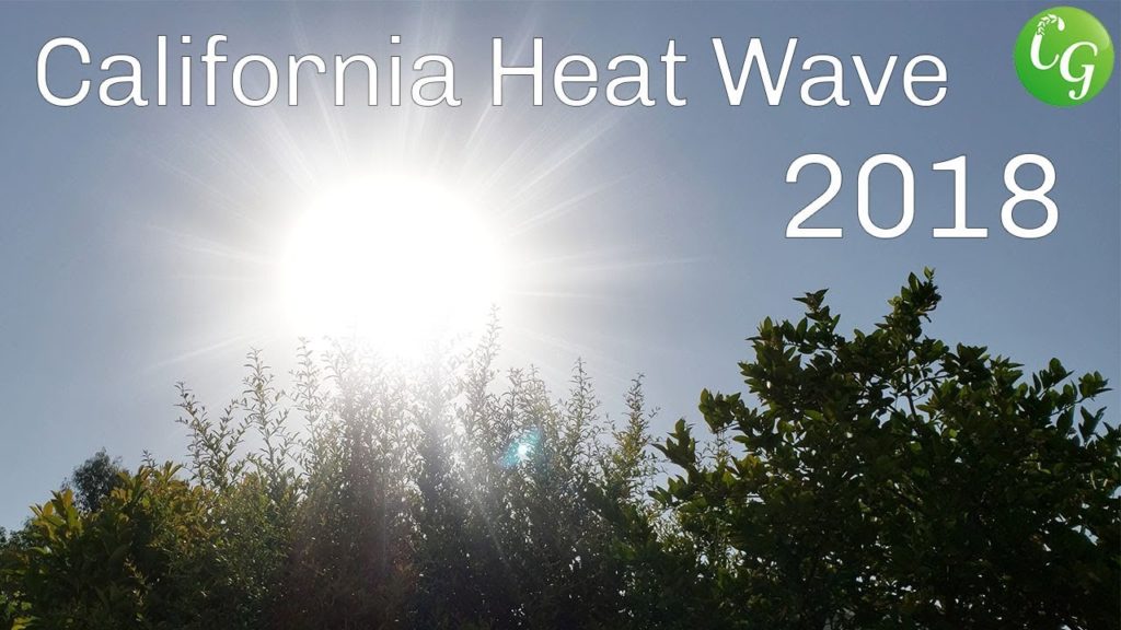 California Heat Wave - How To Protect Your Garden Plants From Heat