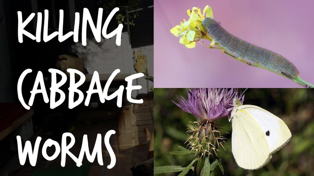 Epic Gardening: Foolproof Way to Kill Cabbage Worms and Cabbage Loopers! Foolproof Way to Kill Cabbage Worms and Cabbage Loopers!
