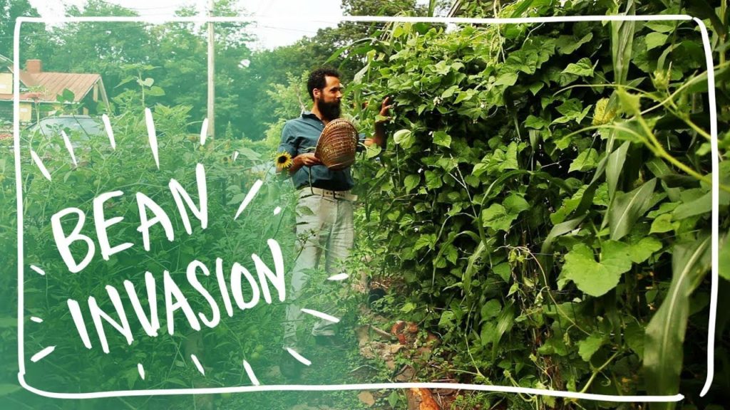 Secret for Huge Green Bean Vines