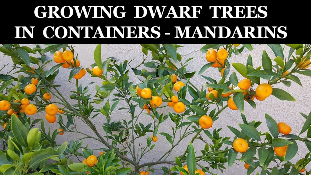 Growing Dwarf Citrus Trees In Containers - Kishu Mandarin
