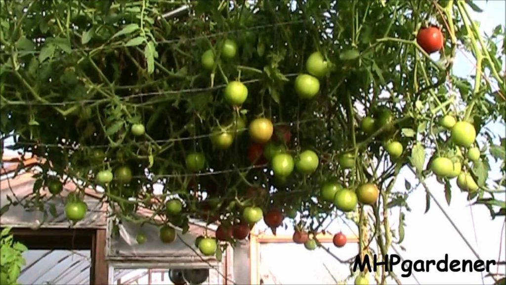 mhpgardener: Tomato Tree or Apple Tree ? You Make the Call ! Tomato Tree or Apple Tree ? You Make the Call !