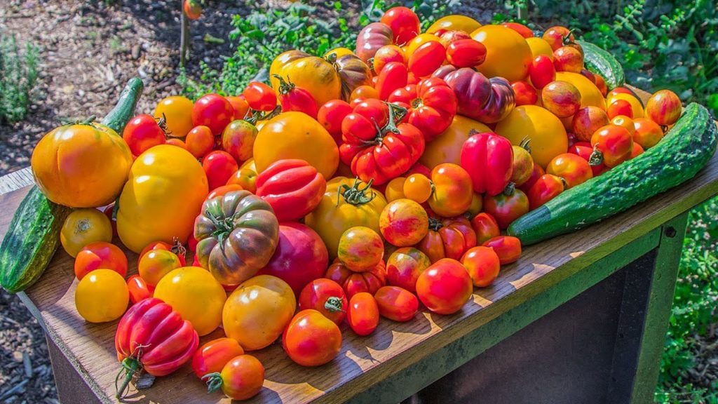 Backyard Gardening Harvest | Can Anyone Do This? | Sustainable Organic Garden