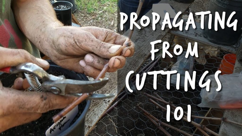Propagating From Cuttings 101