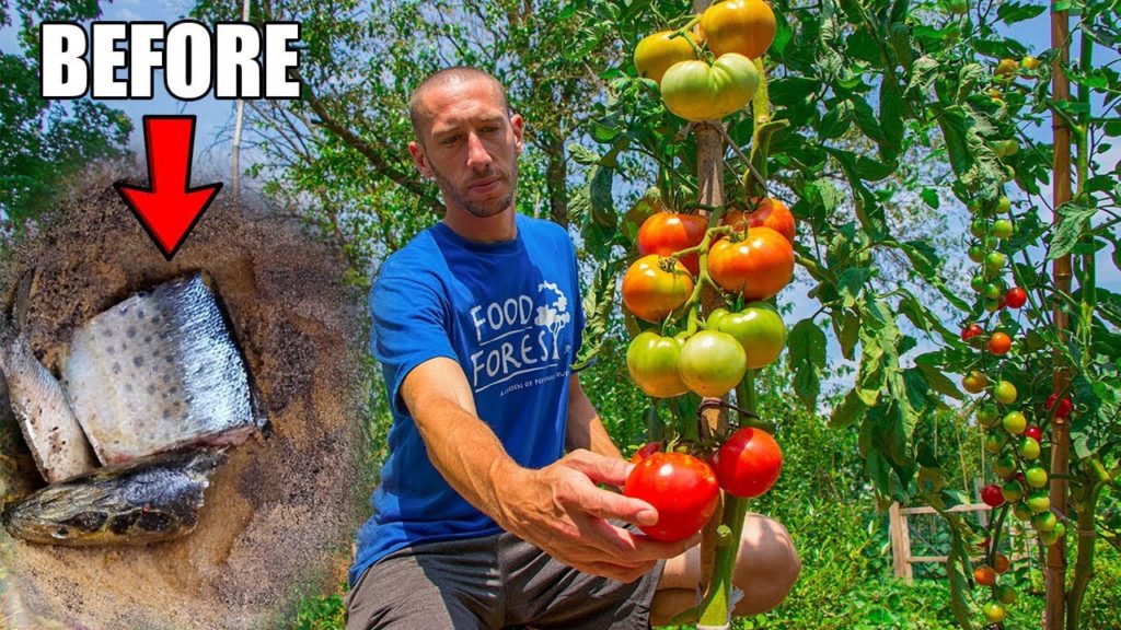 What Happens When You Bury A Fish Under A Tomato Plant? THE RESULTS!!!