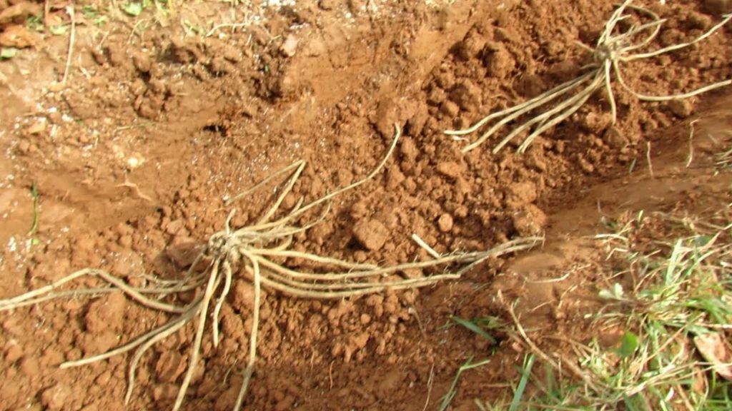 Gary Pilarchik: Your First Vegetable Garden?: All the Steps for Planting Asparagus Crowns – Worth the Effort! Your First Vegetable Garden?: All the Steps for Planting Asparagus Crowns - Worth the Effort!