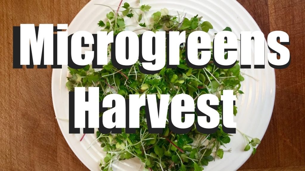 CaliKim: Microgreens Harvest and 3 Yummy, Easy Ways to Eat Them // Growing Your Indoor Garden #3 Microgreens Harvest and 3 Yummy, Easy Ways to Eat Them // Growing Your Indoor Garden #3