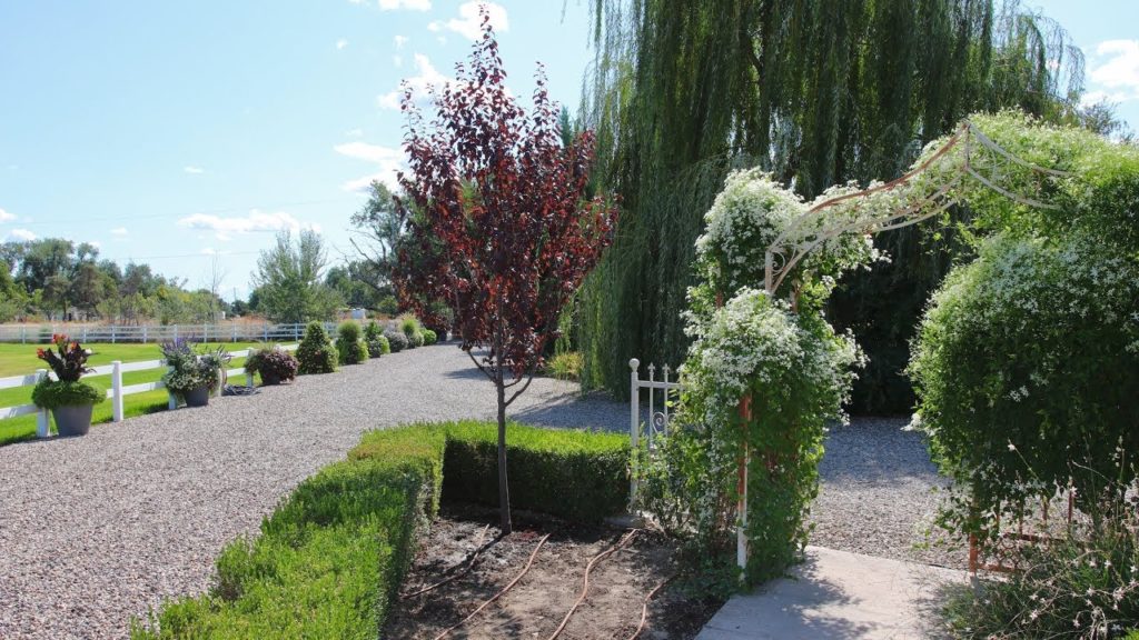 Garden Answer: Planting a Thundercloud Plum Tree! 🌳💜// Garden Answer Planting a Thundercloud Plum Tree! 🌳💜// Garden Answer