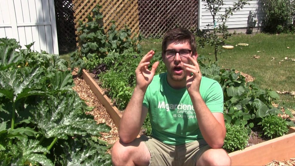 5 Ways To Keep Your Garden Stress Free During A Heat Wave