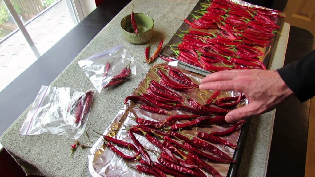 Gary Pilarchik: Harvesting Hot Cayenne Peppers for Drying & How to Dehydrate Them – TRG 2014 Harvesting Hot Cayenne Peppers for Drying & How to Dehydrate Them - TRG 2014