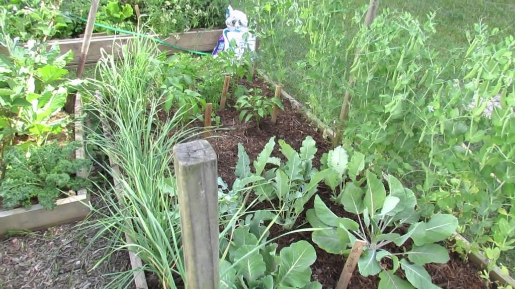 Gary Pilarchik: MFG 2015: Basics About Garden Mulching for New Gardeners – Moisture, Splash & Weeds MFG 2015: Basics About Garden Mulching for New Gardeners - Moisture, Splash & Weeds