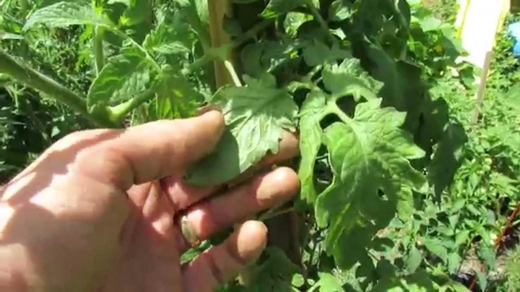 Gary Pilarchik: Identifying Aphids on Your Tomato Plants: Clues and Inspection – TRG 2014 Identifying Aphids on Your Tomato Plants: Clues and Inspection - TRG 2014