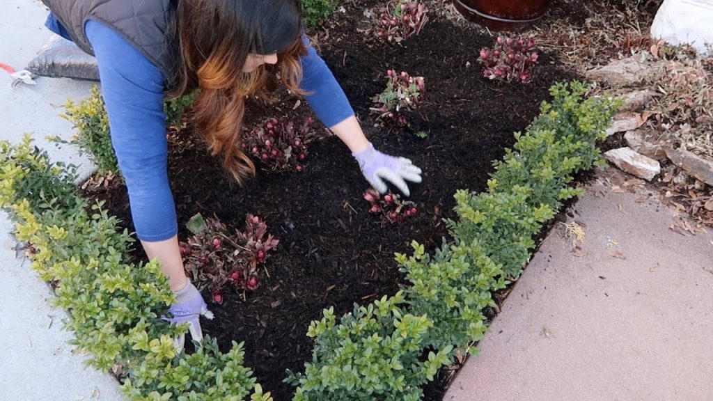 How I Take Care of Hellebores in the Spring! ✂️🌿// Garden Answer