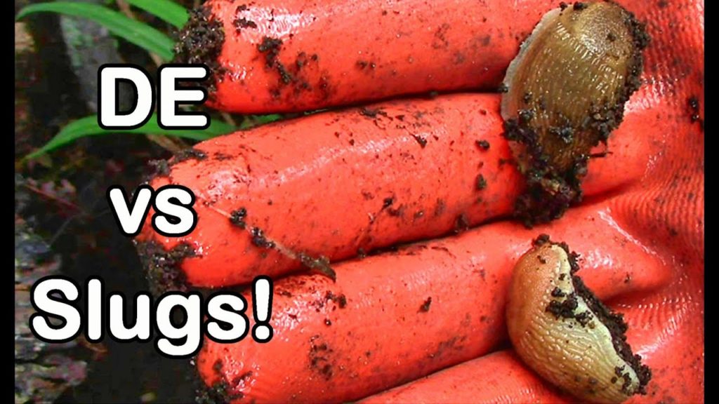 One Yard Revolution: Slug Wars Trilogy pt. II – Diatomaceous Earth vs Slugs Slug Wars Trilogy pt. II - Diatomaceous Earth vs Slugs