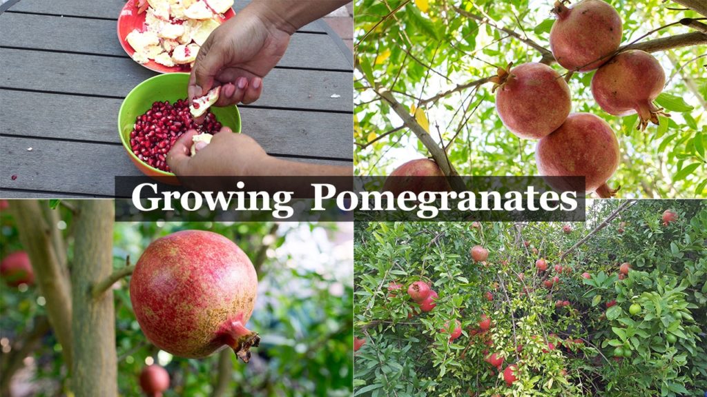 California Gardening: 5 Year Pomegranates – How To Grow Wonderful Pomegranates & Pomegranate Tree Care 5 Year Pomegranates - How To Grow Wonderful Pomegranates & Pomegranate Tree Care