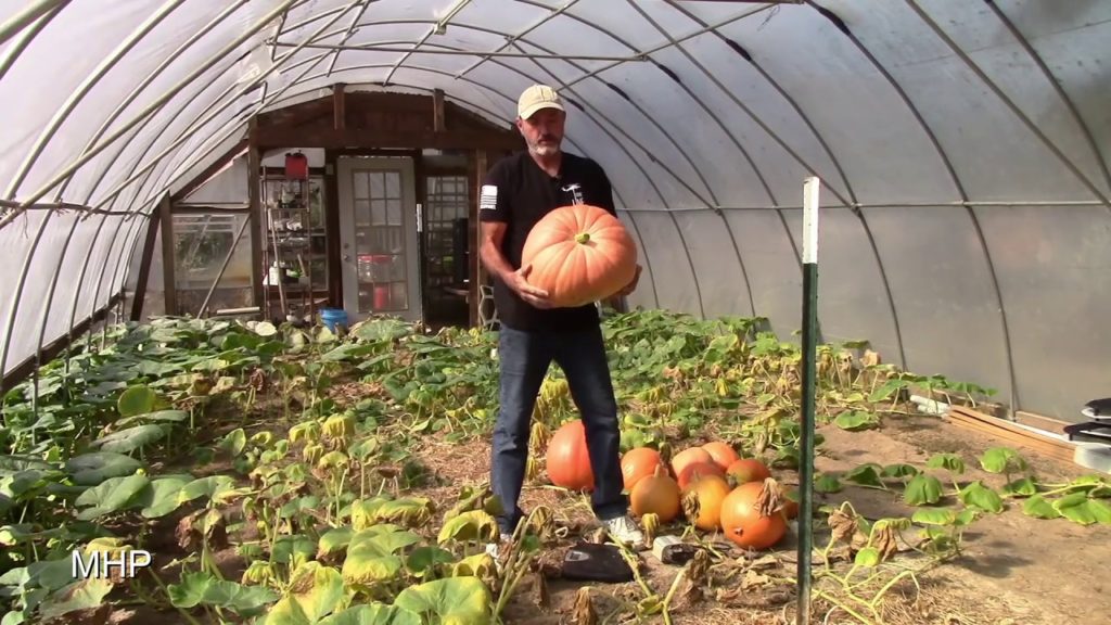 My Biggest Pumpkin Ever - Hydroponic Finale