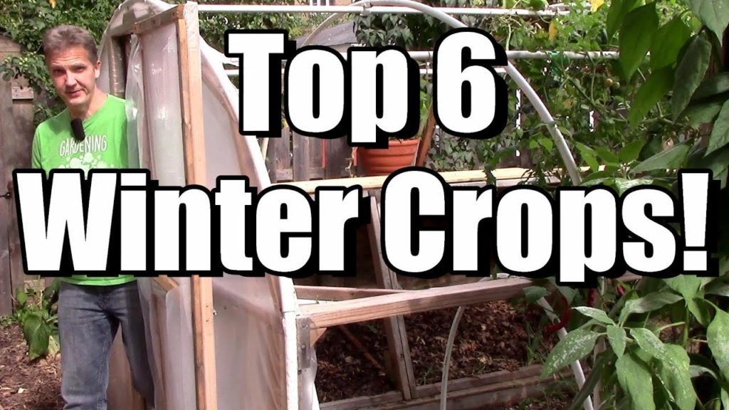 One Yard Revolution: My Top 6 Crops for the Winter Garden! My Top 6 Crops for the Winter Garden!