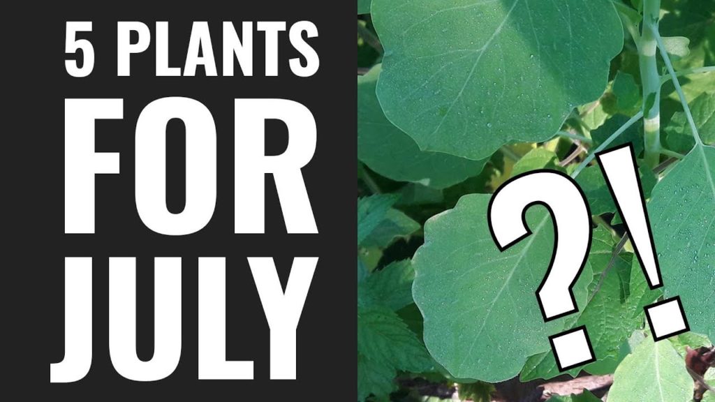 5 Plants You Can Still Grow in Late July