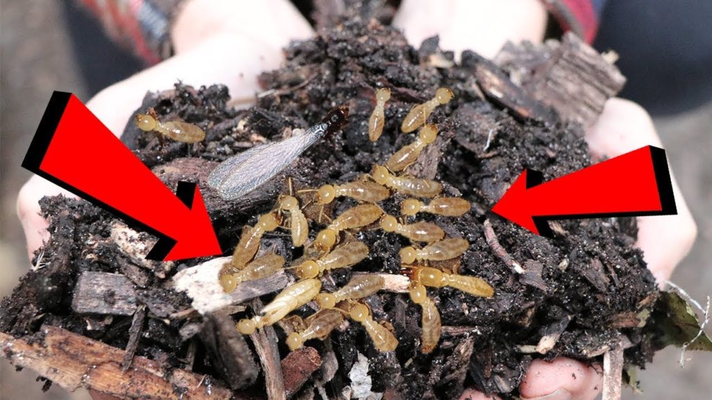 James Prigioni: what they DON'T tell you about WOOD CHIPS… what they DON'T tell you about WOOD CHIPS...