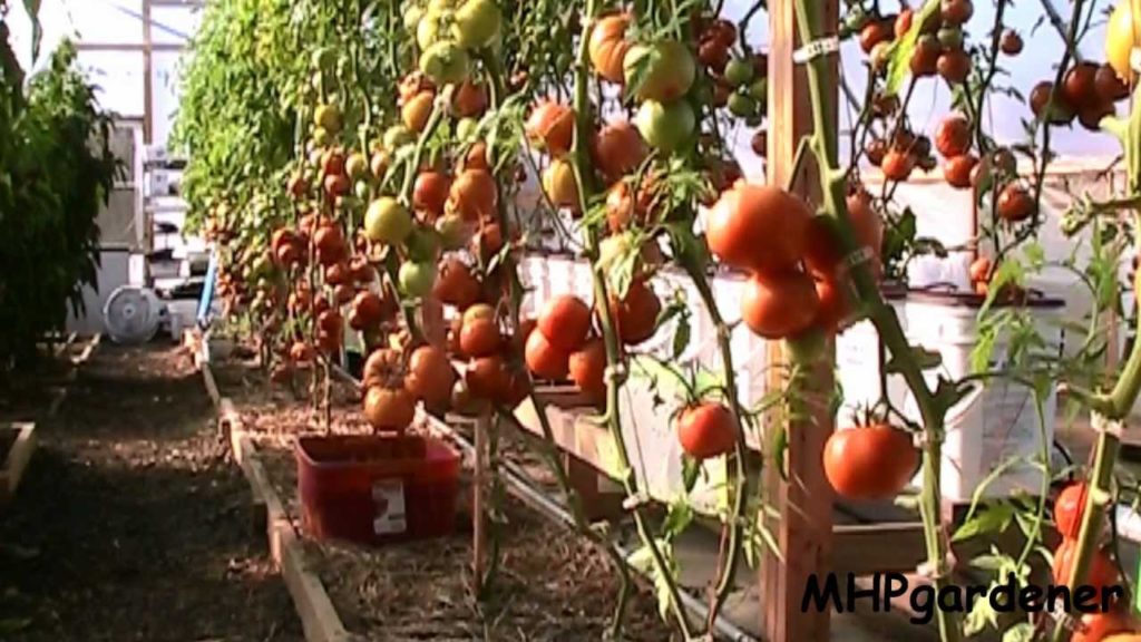What's Growing On - Greenhouse Tour Nov 2012