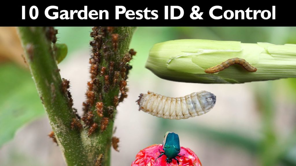 California Gardening: Garden Insect Control – How To Control Garden Pests Without Insecticide / Pesticide – Gardening Tips Garden Insect Control - How To Control Garden Pests Without Insecticide / Pesticide - Gardening Tips