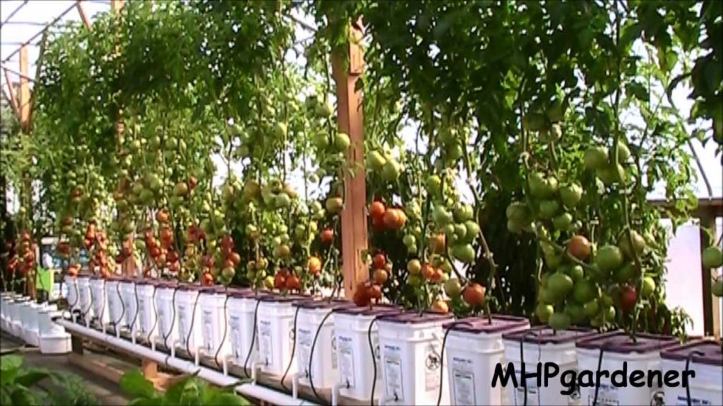 mhpgardener: GMO Seeds – Your Garden and Your Food – Let's Talk About It GMO Seeds - Your Garden and Your Food - Let's Talk About It