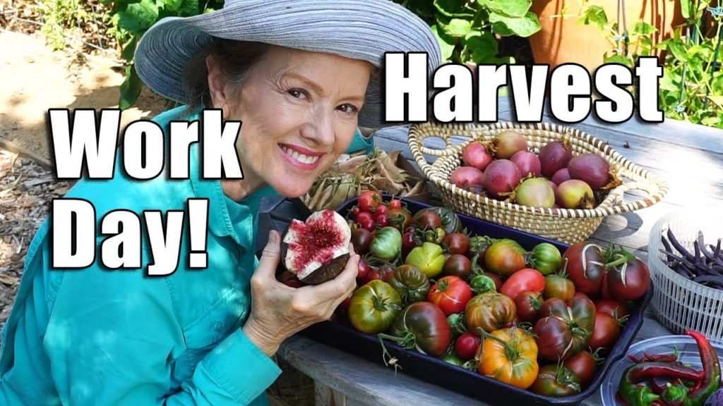 HUGE Urban Garden Workday | Harvest | Los Angeles