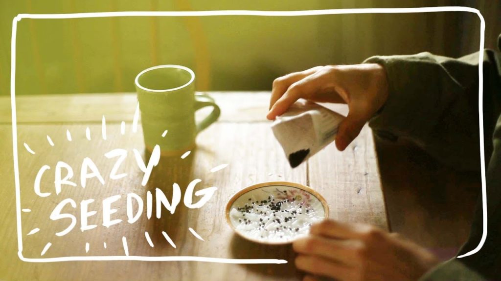 Growing Onion from Seed - Experimenting with Different Methods