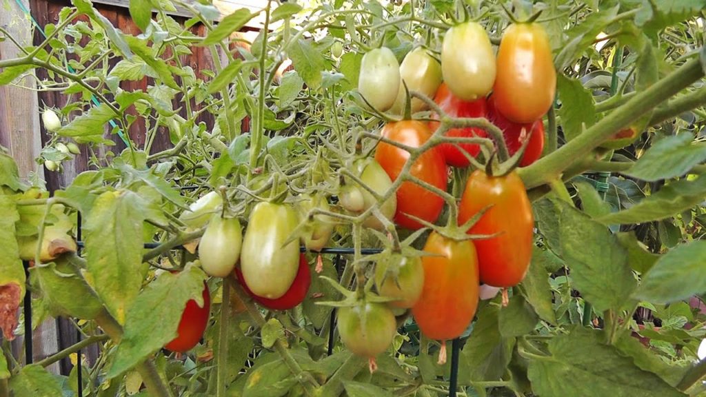 How to protect your tomatoes from birds and rodents!