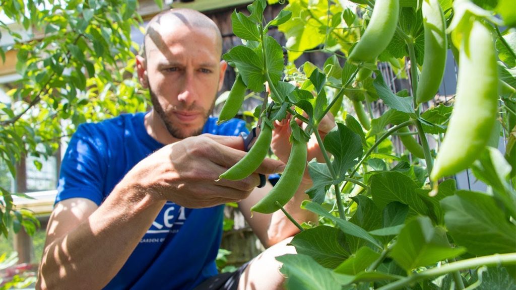 James Prigioni: This SIMPLE Garden Trick Will GUARANTEE You More Peas! This SIMPLE Garden Trick Will GUARANTEE You More Peas!