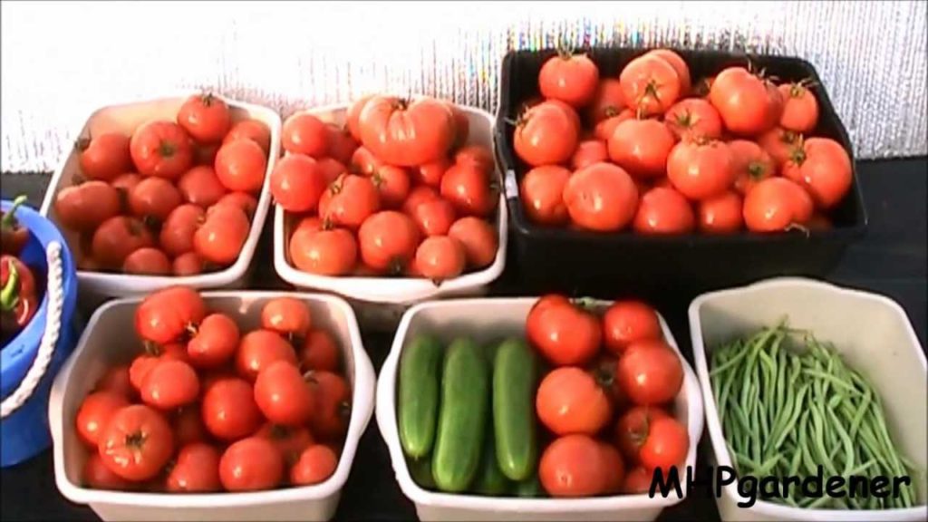 mhpgardener: Tomato Harvest & Information Request Tomato Harvest & Information Request