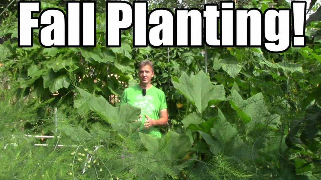 One Yard Revolution: What I'm Planting for Fall & Free Planting Calendar Tool for Cool Climates What I'm Planting for Fall & Free Planting Calendar Tool for Cool Climates