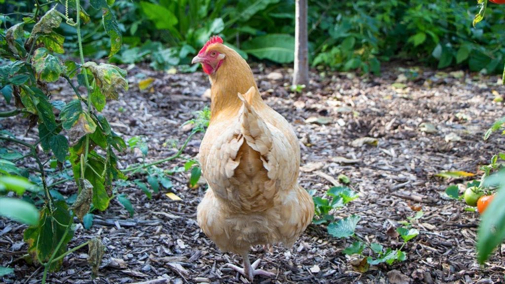 James Prigioni: How to Use Chickens in a Forest Garden How to Use Chickens in a Forest Garden