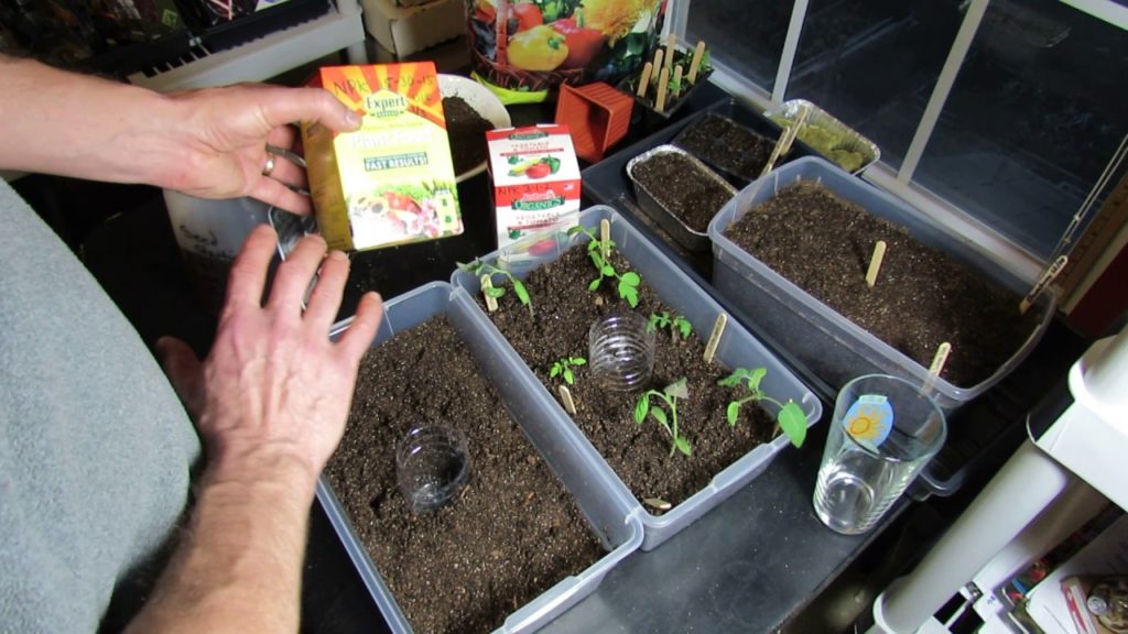 Gary Pilarchik: How to Water & Fertilizer Your Vegetable Transplants: Water Soluble Feeding  & Acclimation (3 of 3) How to Water & Fertilizer Your Vegetable Transplants: Water Soluble Feeding  & Acclimation (3 of 3)