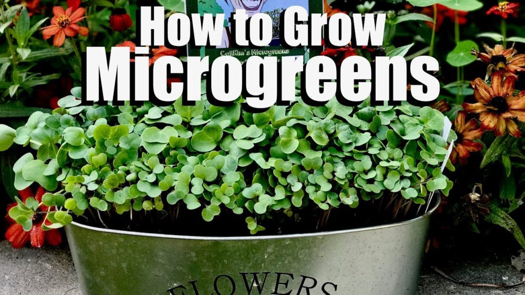 CaliKim: How to Grow Microgreens – Bring Your Garden INSIDE! How to Grow Microgreens - Bring Your Garden INSIDE!
