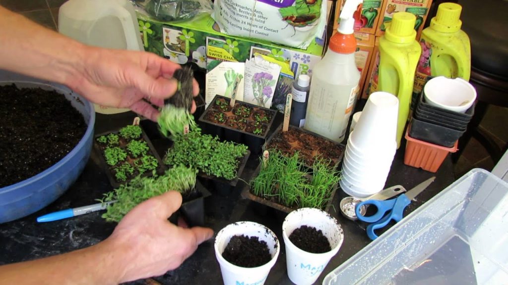 MFG 2016: Transplanting Over-Seeded Herbs into Cups: 2 from 1, Chives, Oregano, Thyme